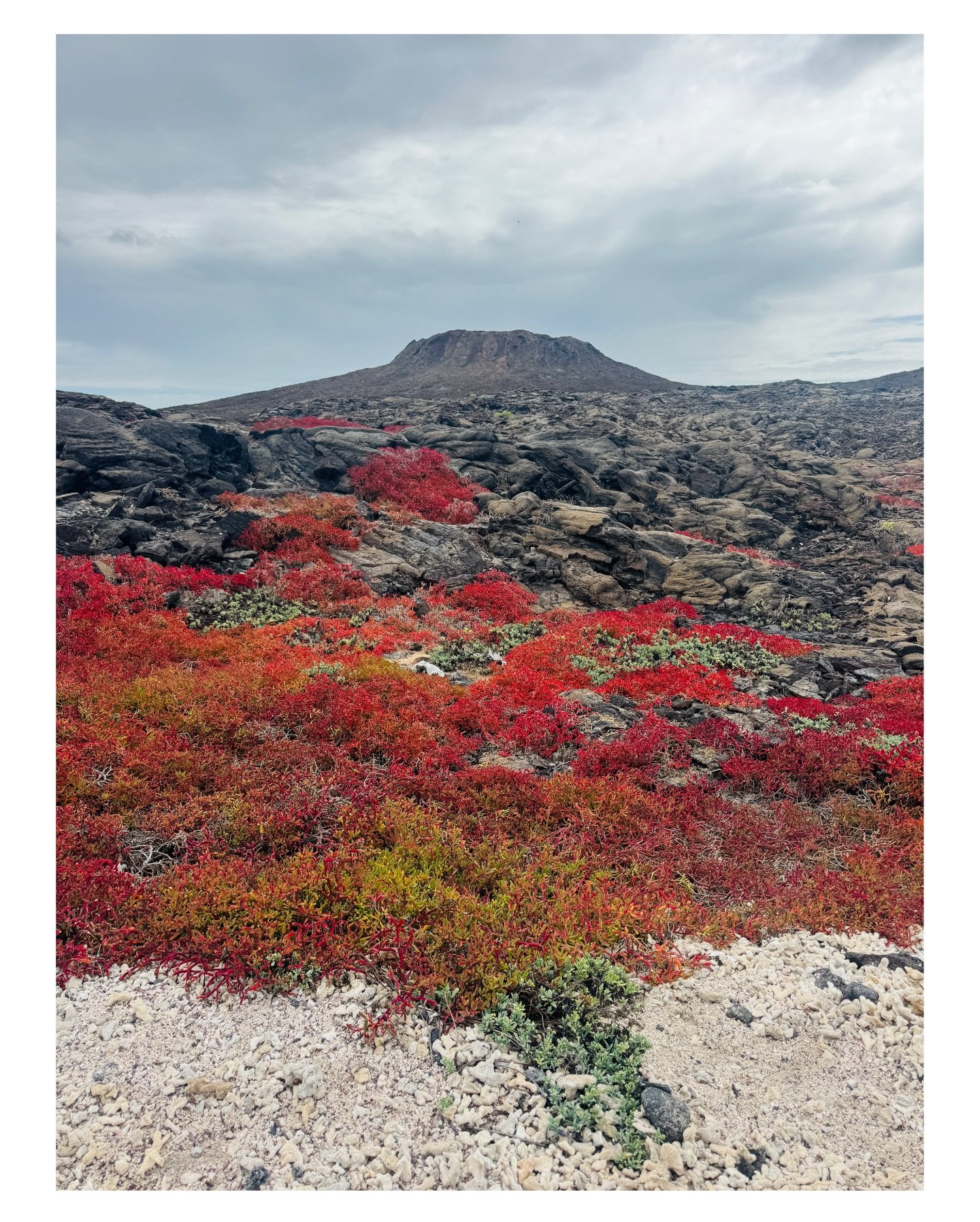A day on volcanic land and in the sea with super playful sea lions, spotted rays, sea turtles, sharks,&hellip; and seeing the baby sea lions (2+ days old) nursing and playing was the sweetest on my heart. The shells (which will be remaining in the Ga
