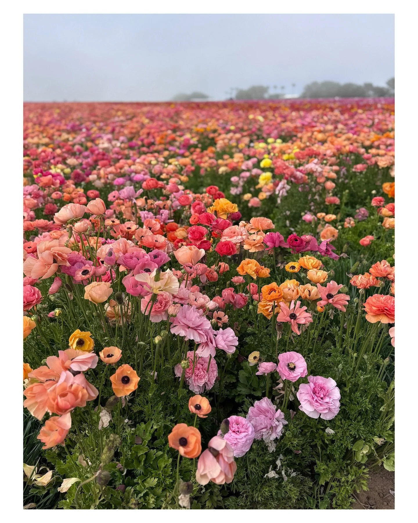 There are just no words to describe the overwhelming feeling of seeing fields and fields of flowers&hellip; 🌸💛🌼🩷🌸🧡☀️🌿🌸🌼🌿
