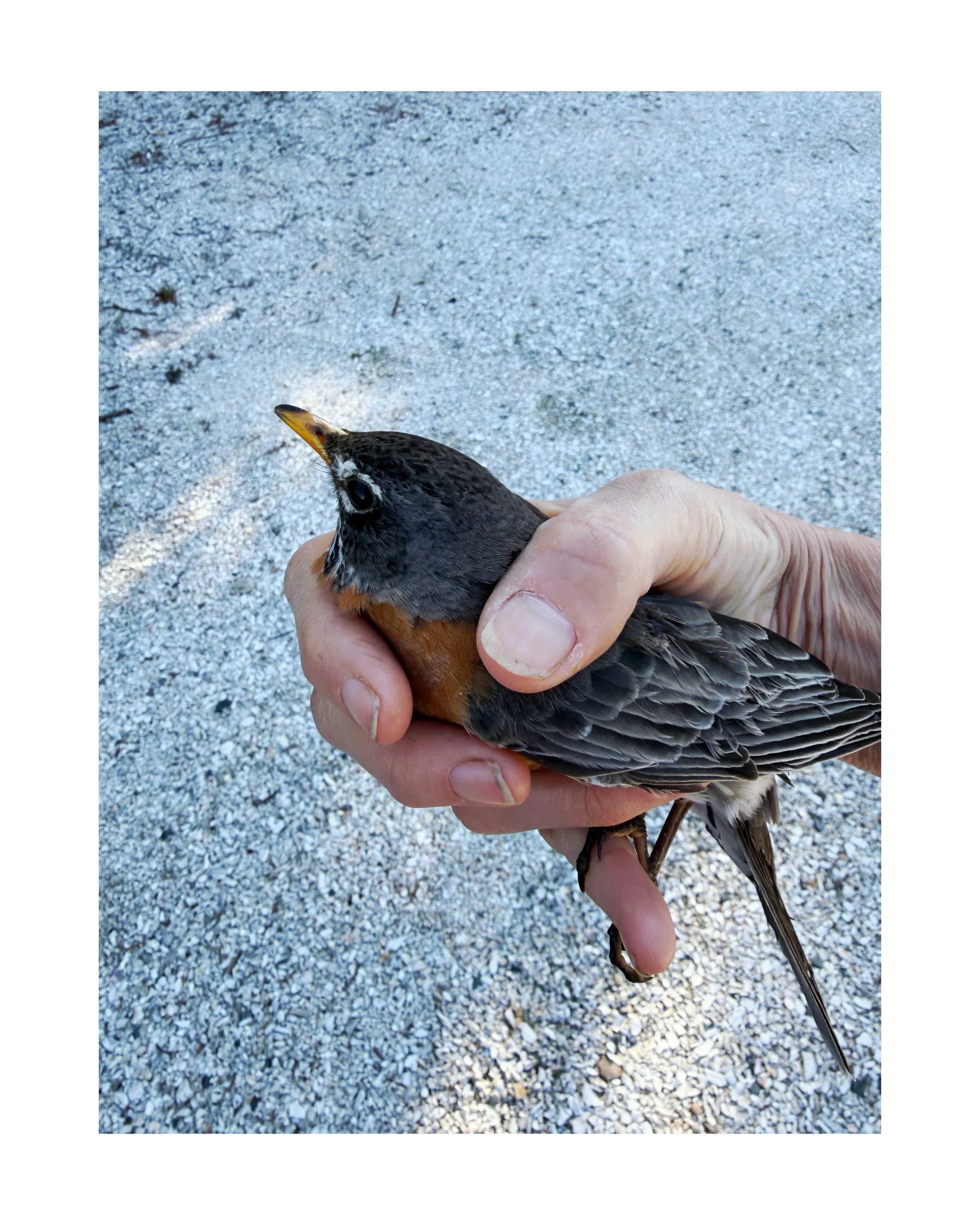 Here&rsquo;s a morning story for you! ☀️☀️☀️ I was driving down route 6a on the Cape to make the airport bus at sunrise - and as I was driving I saw a Robin sitting up in the middle of the road. I figured she would fly away as they always seem to do 
