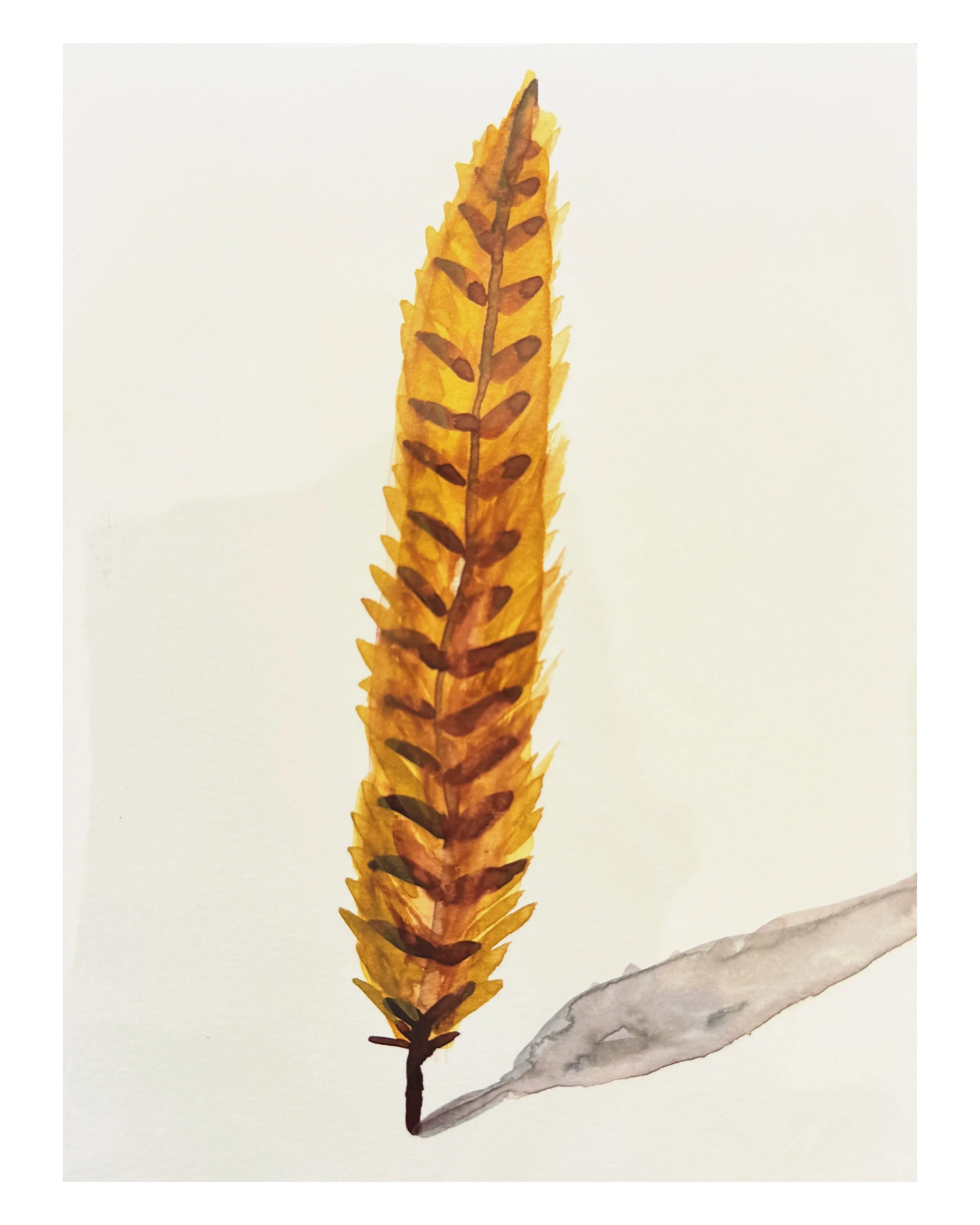 Found Feather  I  6.5 X 4.5 (unframed)
