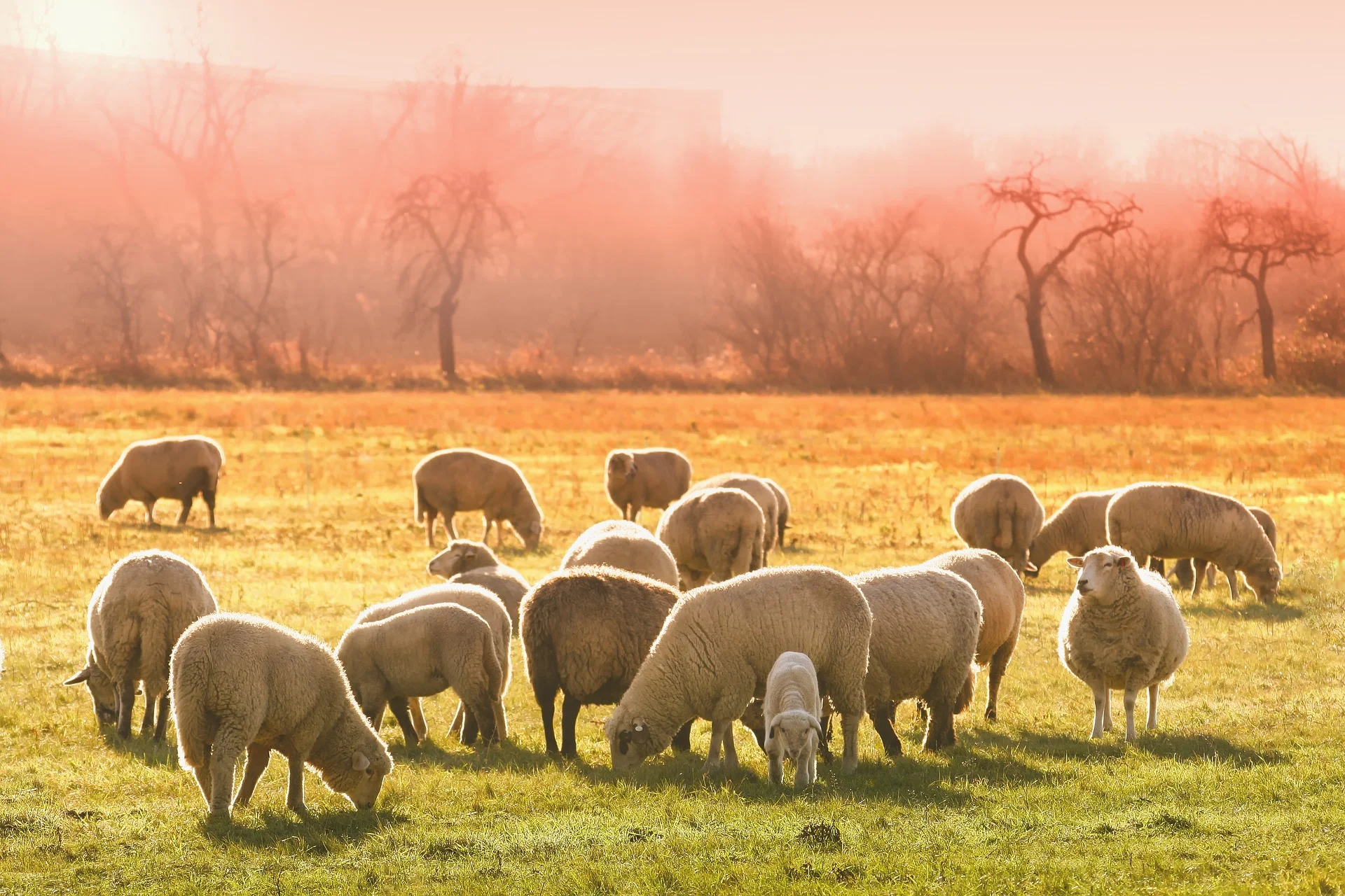 "The heart of the Shepherd"