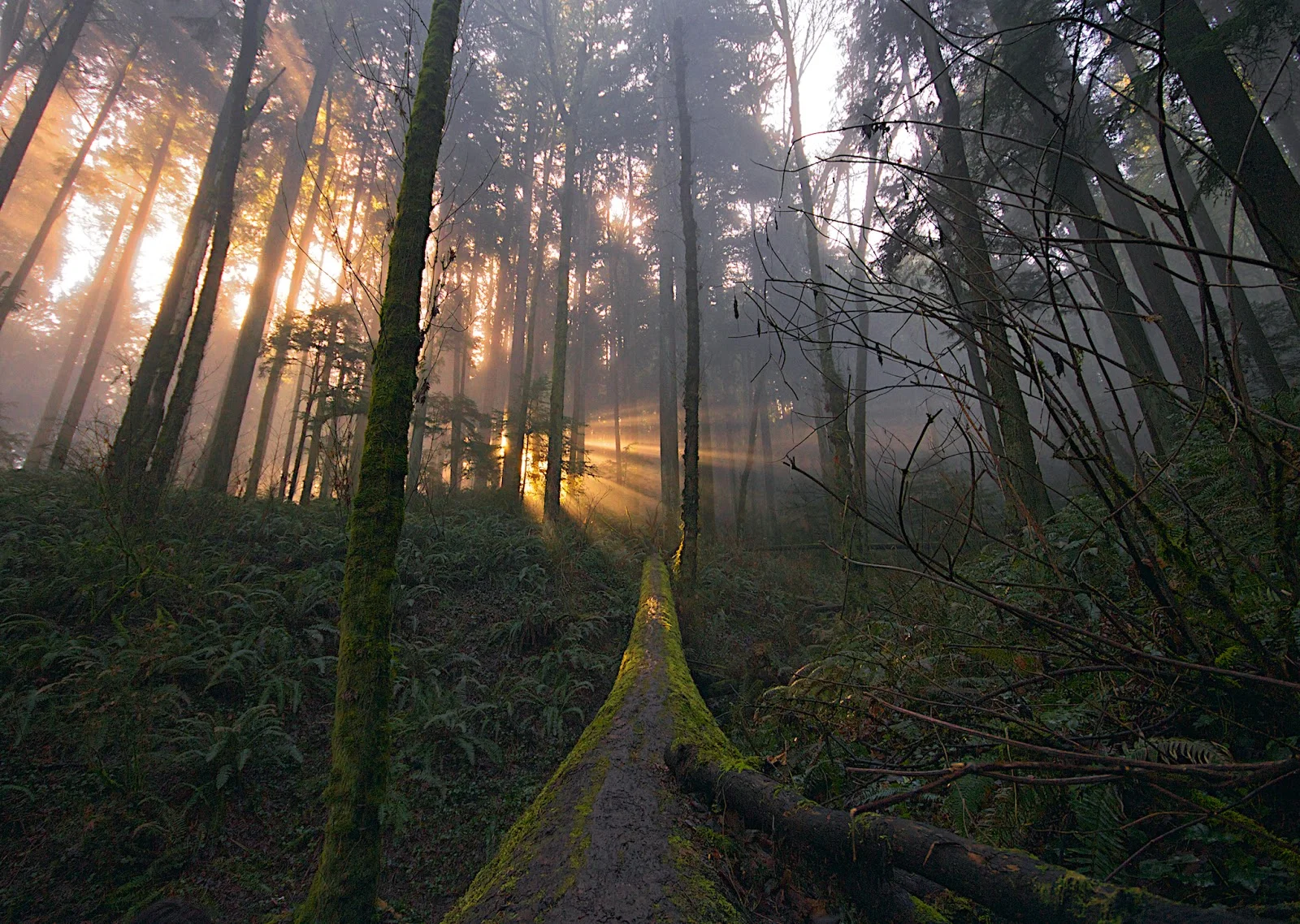 Portland Trees.jpg