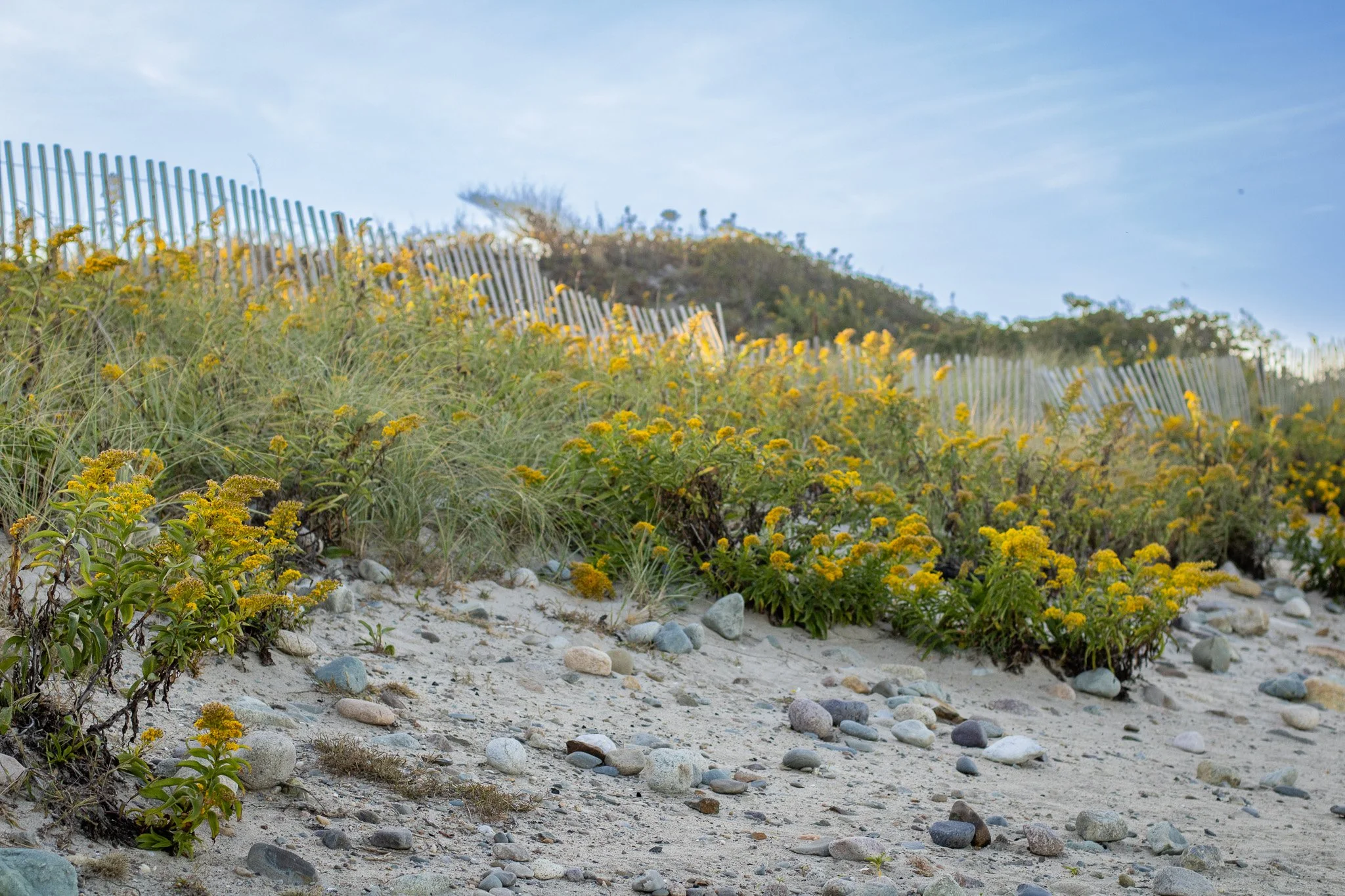 Sunset Mini Sessions at Rexhame Beach