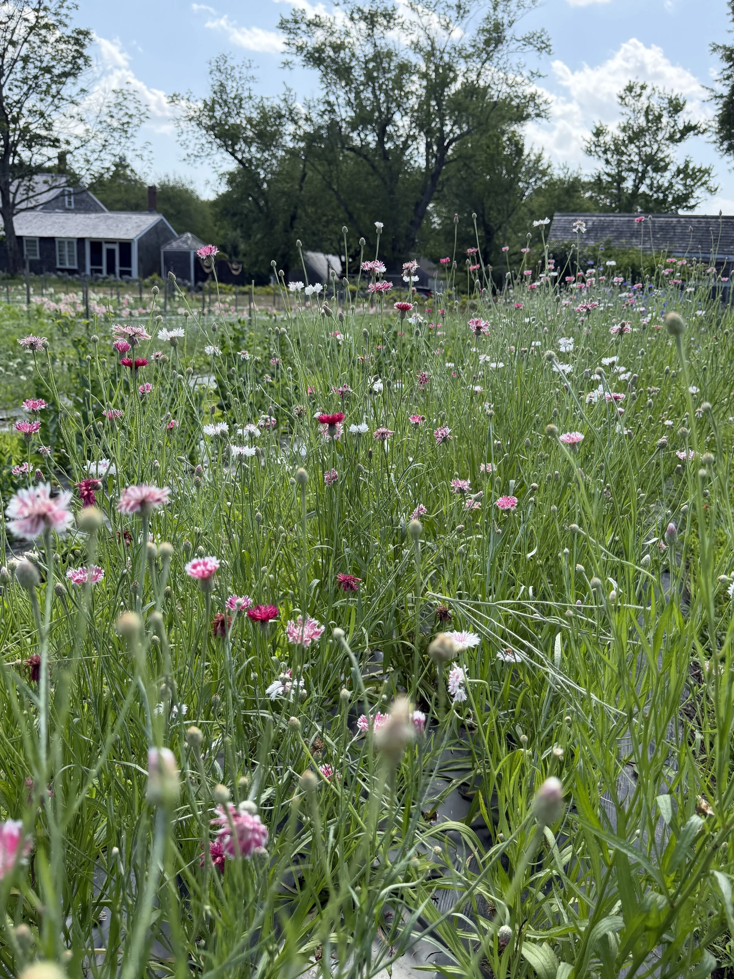 Flower Field Minis at Cross Street Flower Farm