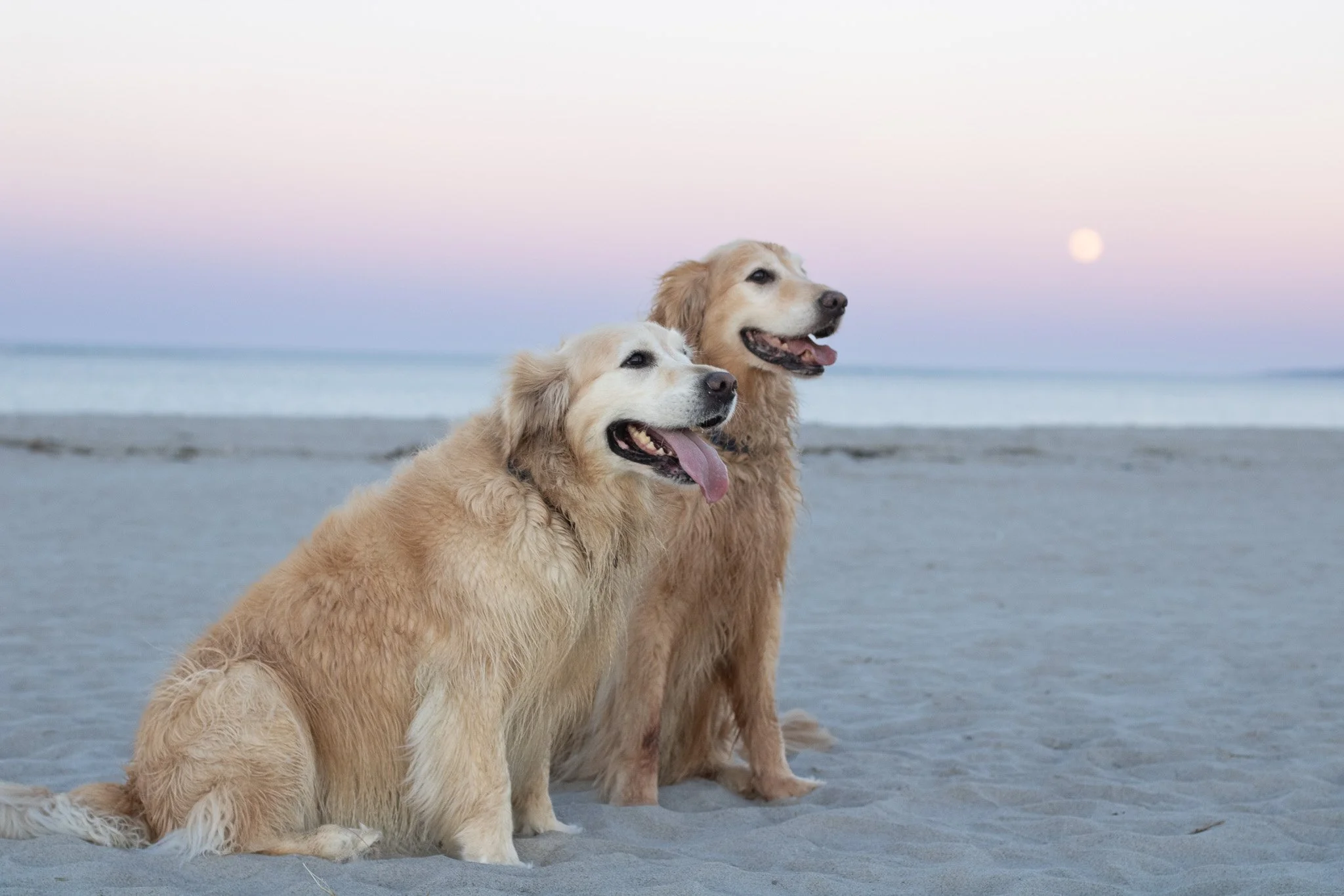 Dogs at the beach at sunset