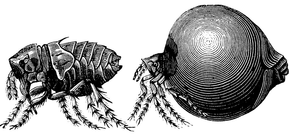 tick metamorphosis.png