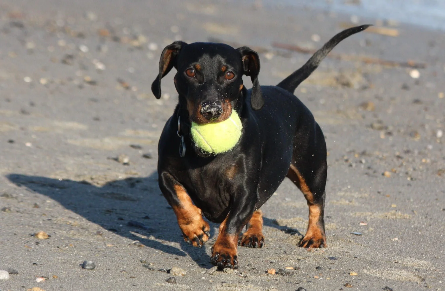Treatments And Risks Of Spot Ons Fairfield Beach Access
