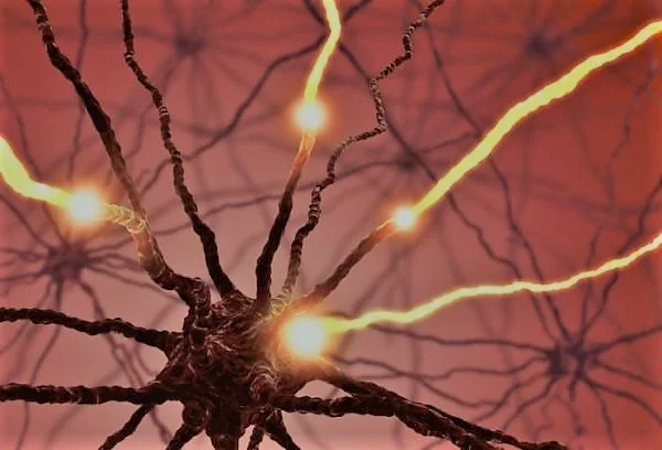 Serotonin: the brain's primary chemical and neurotransmitter of electrical impulses