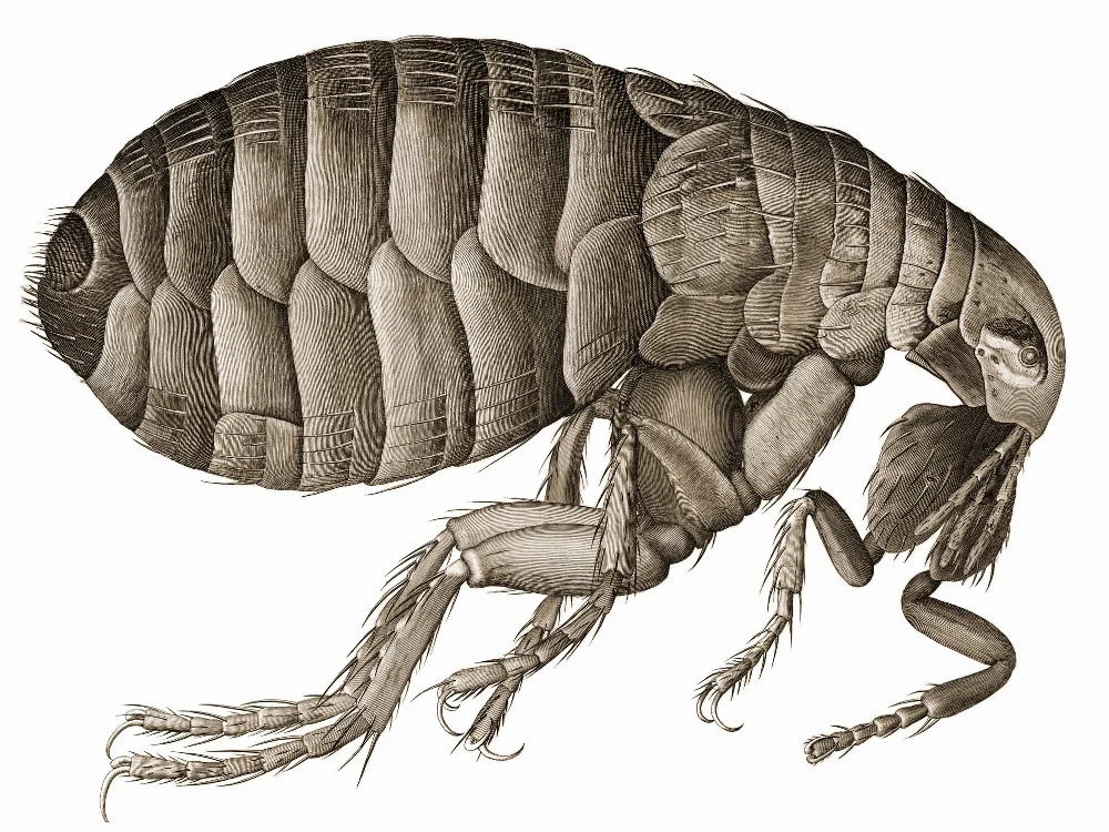 Ctenocephalides felis