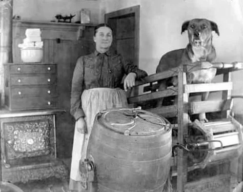 Kitchen Laborer Core Emotions of Dogs — Fairfield Beach Access