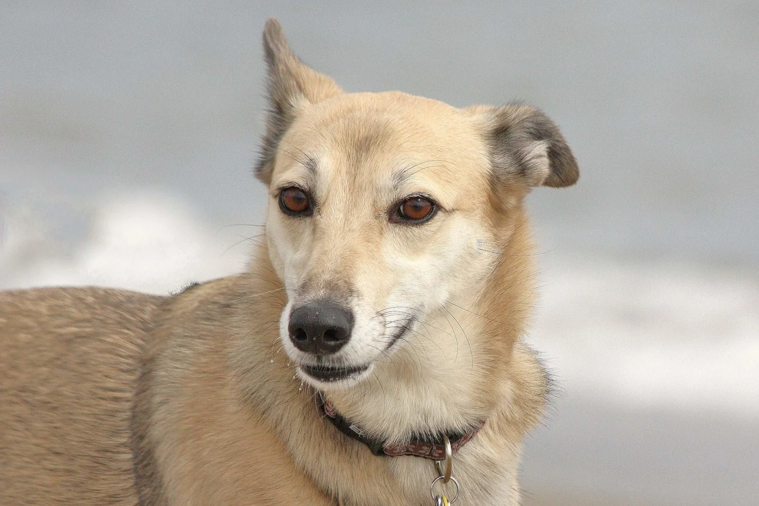 16 Can Dogs Have Locust Bean Gum Home