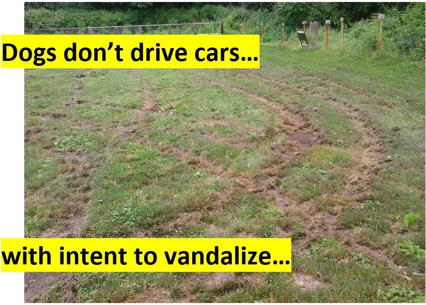 HH - dogs don't drive.PNG