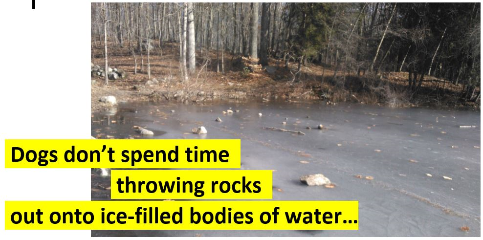 Dogs don't throw rocks onto ice.png