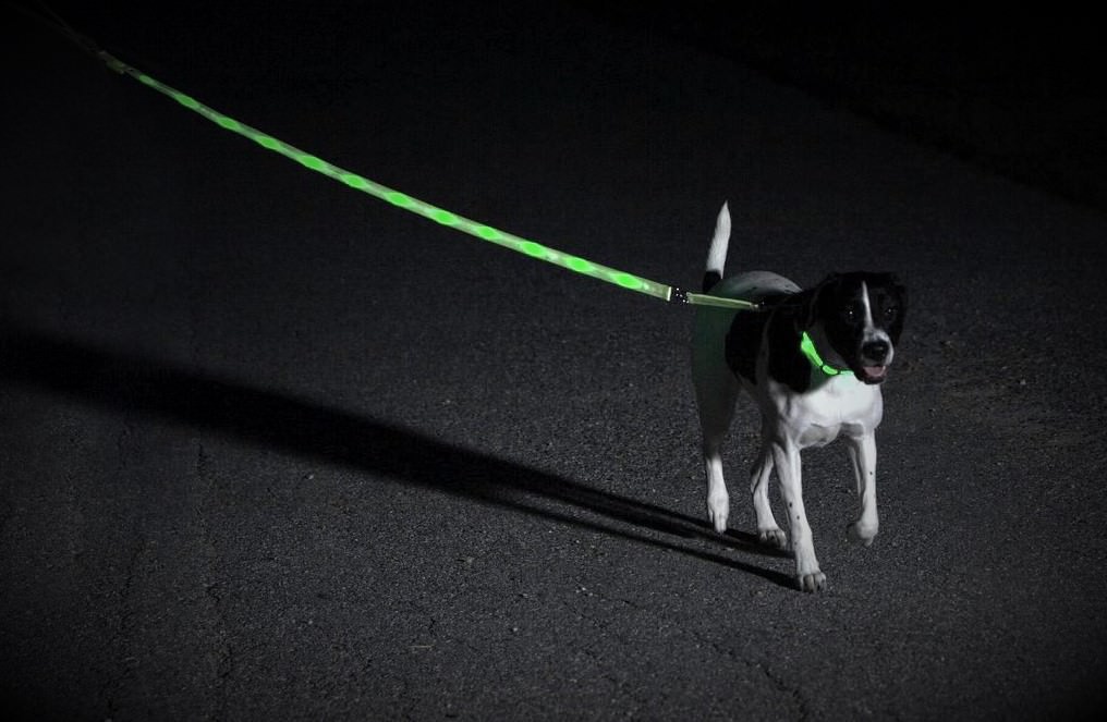 widespread panic dog collar