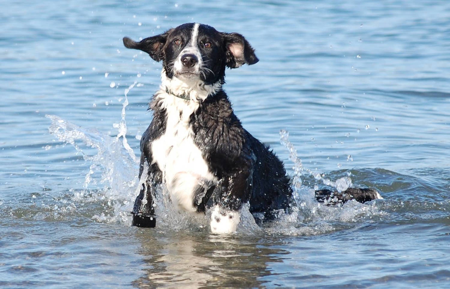 Hyperthermia (Heat Stroke) in Dogs — Fairfield Beach Access