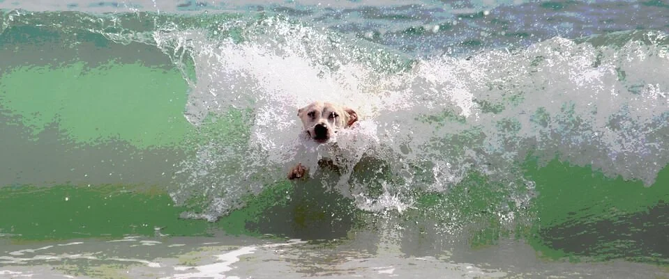 aqueous cream for dogs