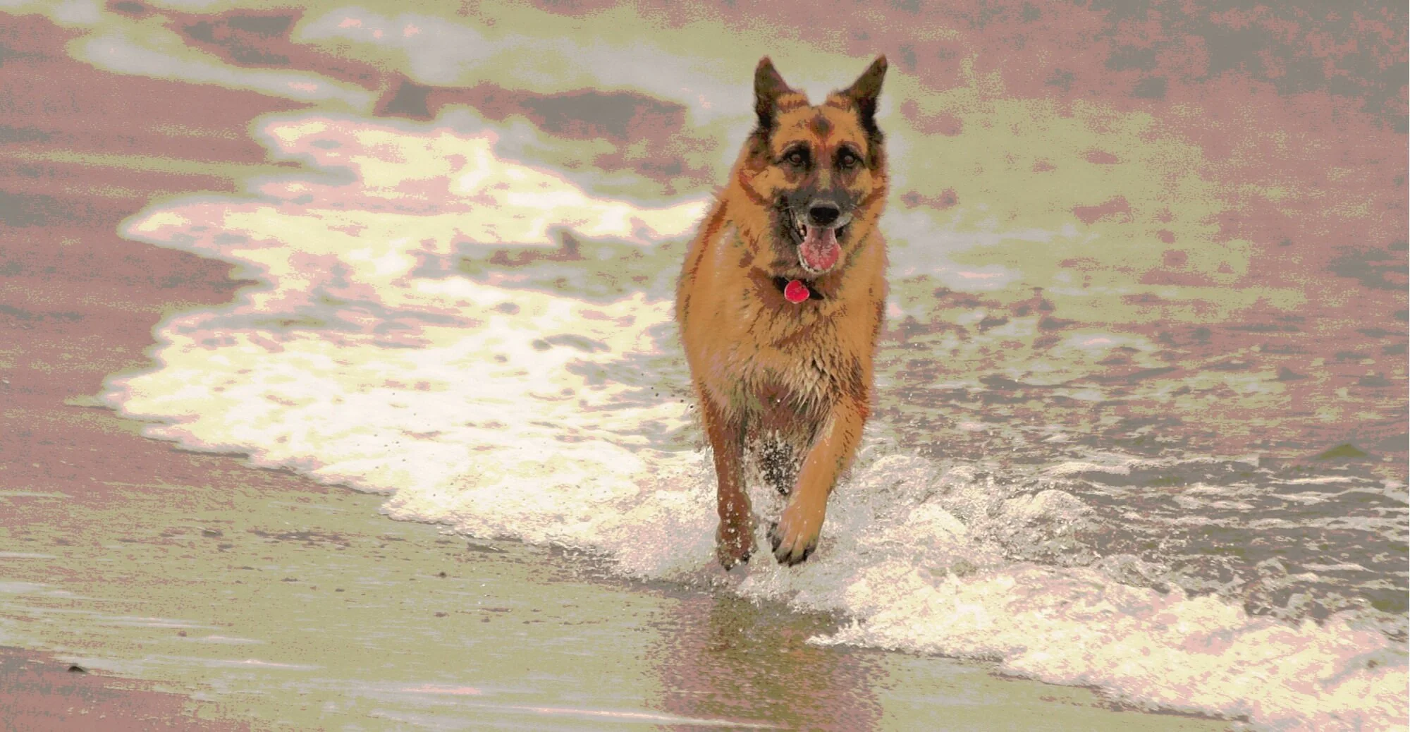 baxters dog food manufacturer