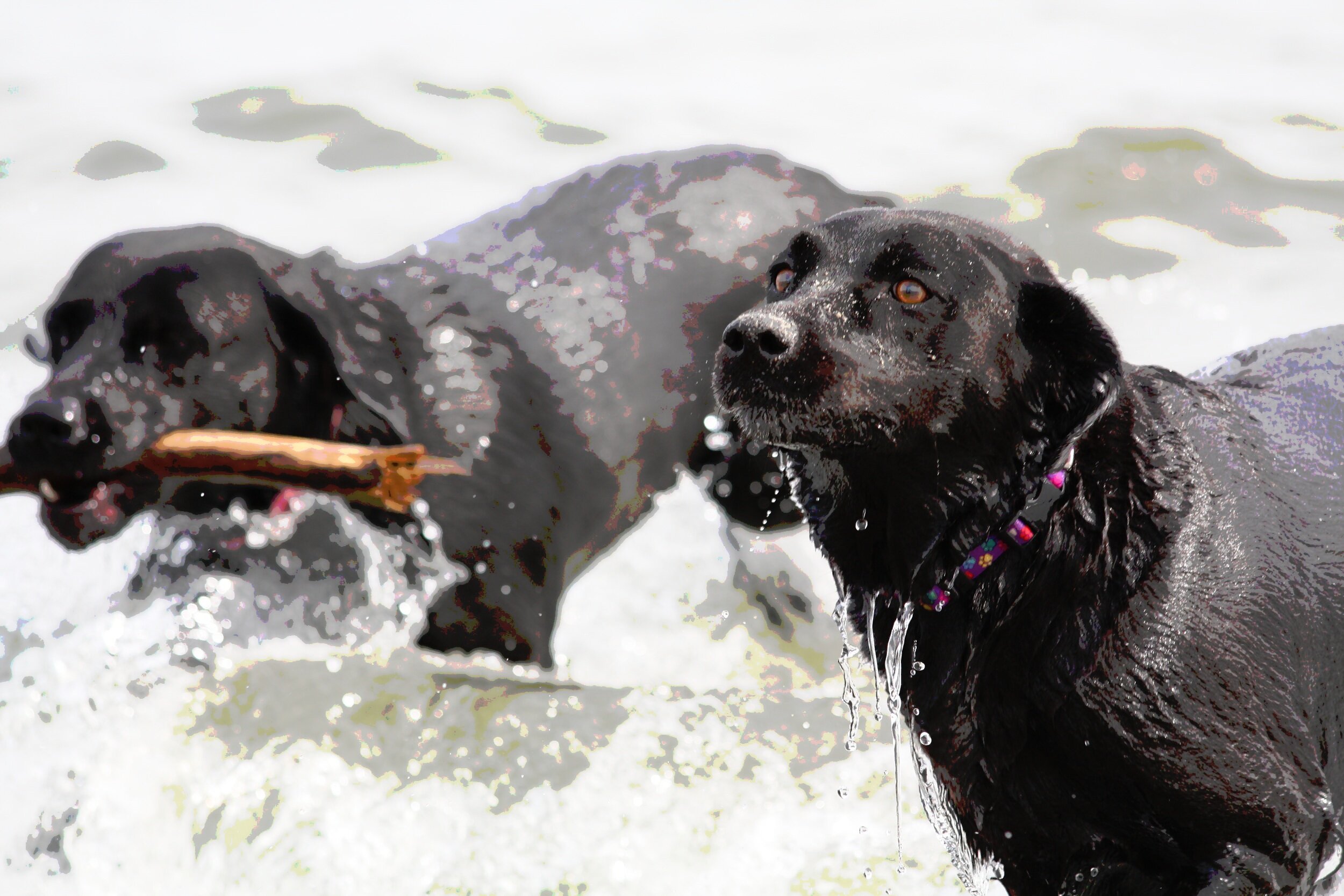 bertie_IMG_1516.jpg