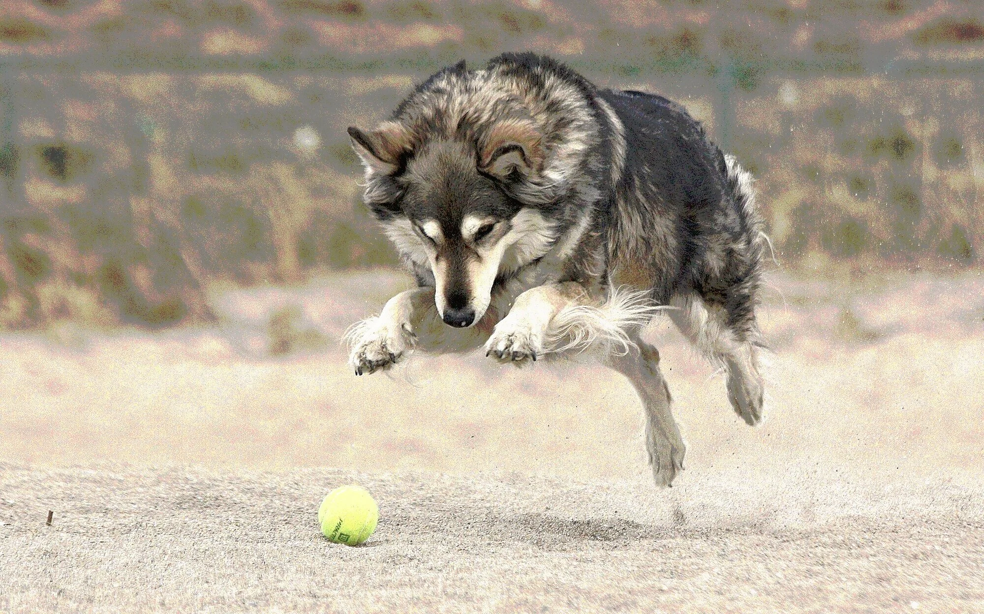 list of dog foods that meet aafco standards 2019