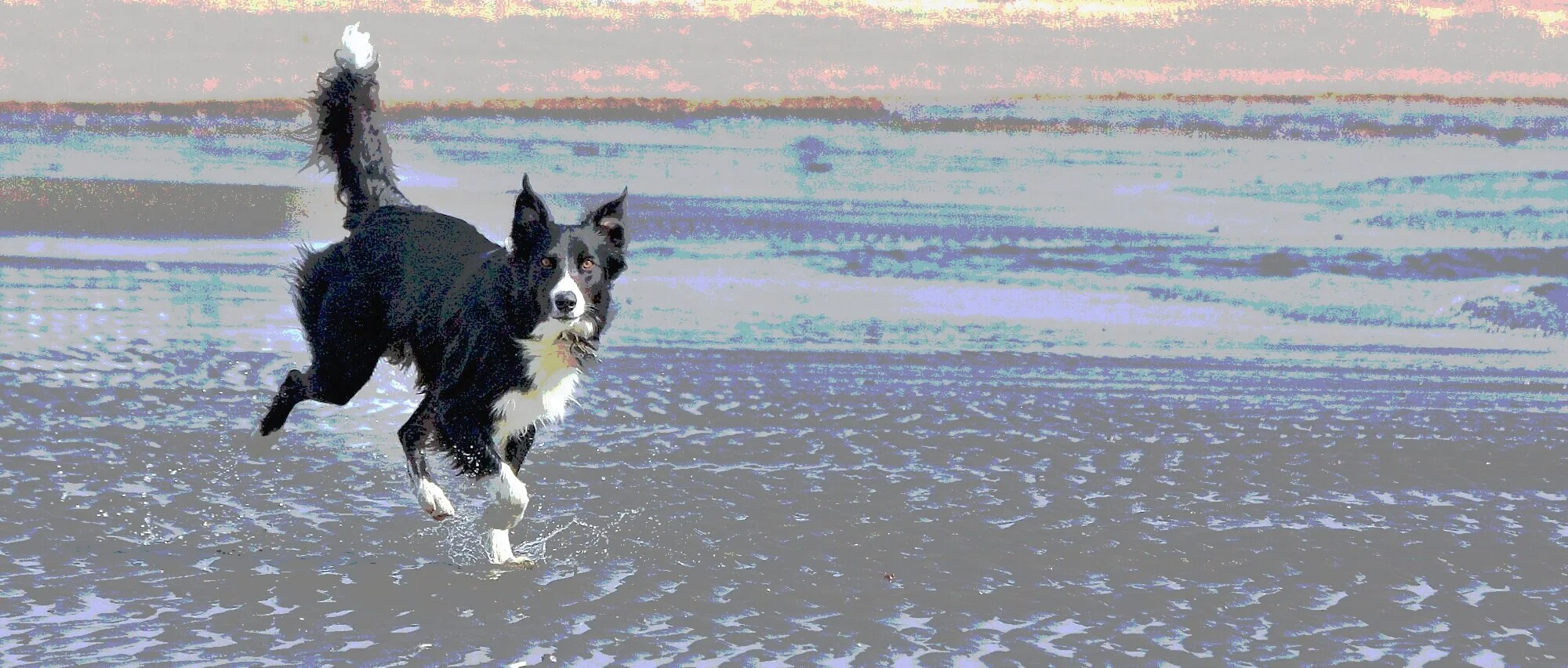 IMG_8239-%28fleas%29.jpg