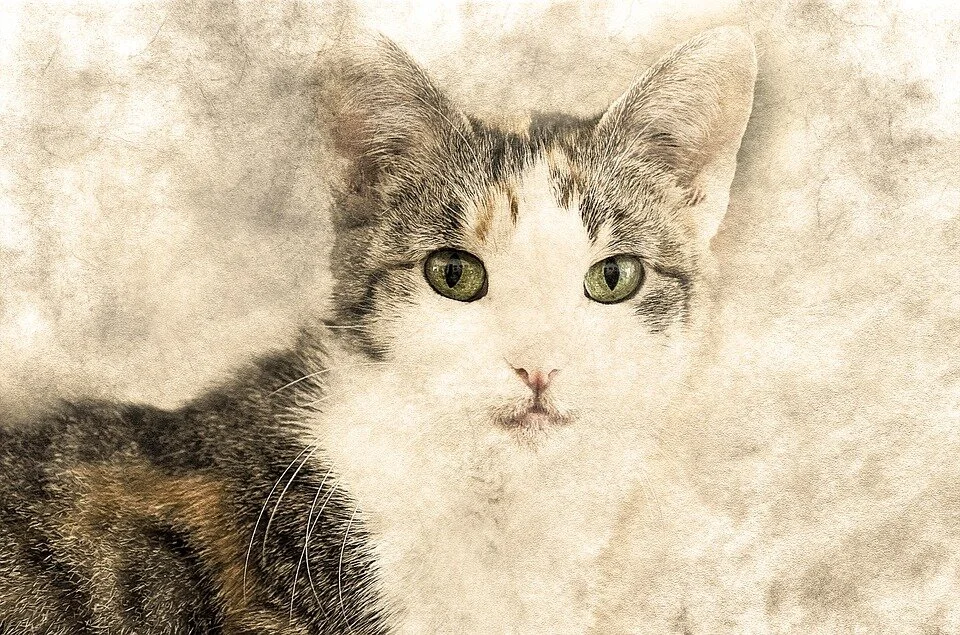 CAT.jpg