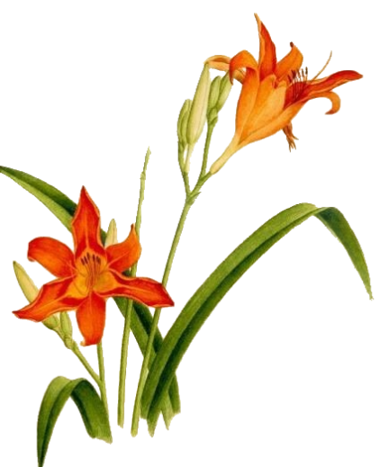 daylily4.png