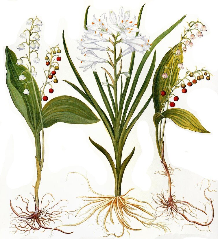 lily-of-the-valley-granger.jpg