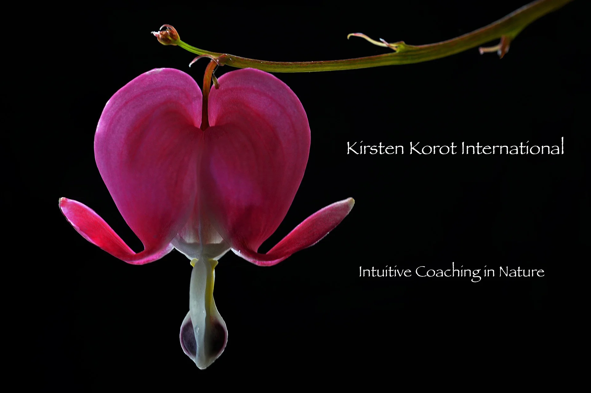 intuitivecoachinginnature.jpg
