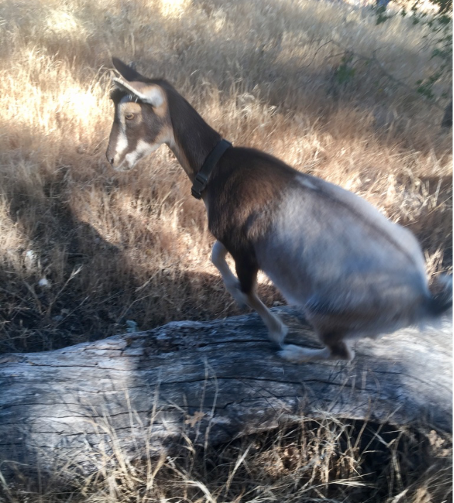 burlapdeer.png