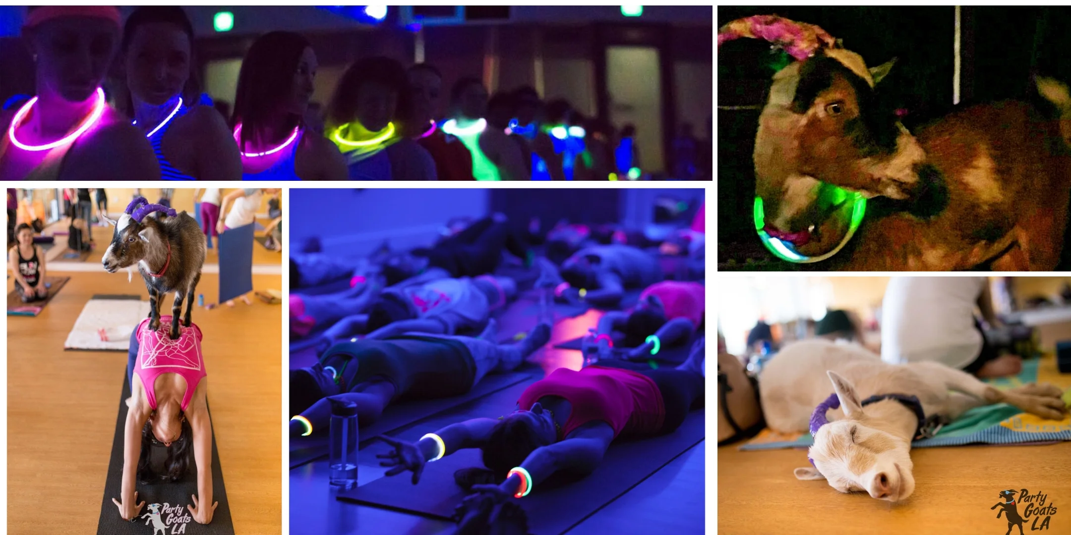 You thought Goat Yoga was fun now you can experience the added fun of doing it in the dark with glow in the dark bracelets and necklaces that will be distributed to everyone to wear - even the goats! Practicing in near darkness heightens your awareness from all your other senses. A fun way to connect with goat energy which is all about being in the moment, play, being adventurious and flowing through the unexpected. You will enjoy 45 mins of yoga practice (and yes you really do a yoga class with the goats assisting in deepening your stretches and strengthening your core) (suitable for all levels) At the end of yoga you will rest and relax in the dark bathed in healing sounds for a deeply restful meditation with sound. The goats might even snuggle up next to you. WHAT TO WEAR AND BRING: Wear white or neon colored clothing for extra fun under the blacklight effect. Make sure to wear a top that covers your back. Remove loose jewelry. WHAT TO BRING Please bring your yoga mat and a towel & water. Please arrive 15 minutes before class to check in and set up your mat. DOOR WILL BE LOCKED ONCE CLASS STARTS. Parking is available in the lot as well as meters on Ventura Blvd and side streets CAN I BRING MY CHILD TO CLASS? I love encouraging kids to come - we prefer they be 10 yrs and older and comfortable with animals. As long as they are able to make it through a fun yoga class and not wander around so as not to disturb others during class. Being a mindfulness coach and sound healer I also understand that kids are unique and there are some younger children that are more mature and enjoy yoga and can lay still in meditation and it can help calm kids who experience alot of stress so please contact me if you have a younger child and want to bring them. We rely on you to use your own discretion when bringing a child but we love having children attend. You will need to buy a ticket to class for both you and your child. How can I contact the organizer with any questions? Any questions or concerns please contact kirsten@kirstenkorotinternational.com What's the refund policy? Is my registration fee or ticket transferrable? Please note, we are actively turning away many people to save your spots. All sales are final and we are unable to offer refunds, credits, or date switches. All tickets are fully transferable, so if you can't make it and would like to transfer it to another person please contact us and let us know so we can add their name to the registration sheet!