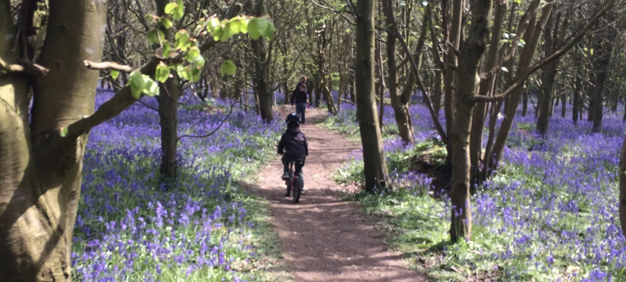 F bluebells letterbox.jpg