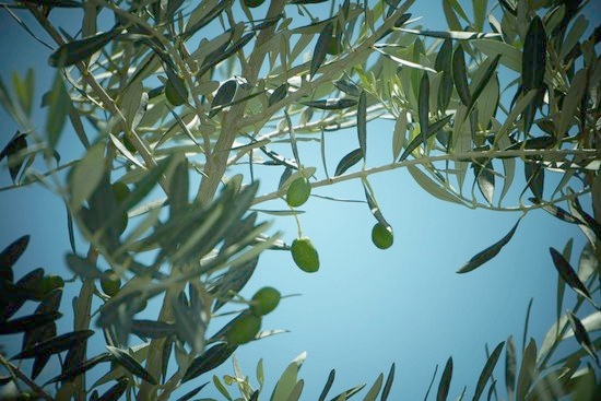 olive tree.jpg