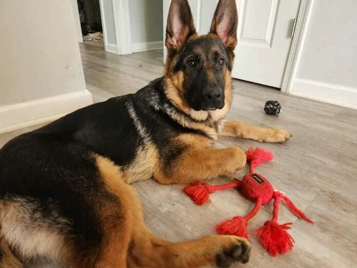 "JUDGE" Satu-Terrina Litter (6 mo)