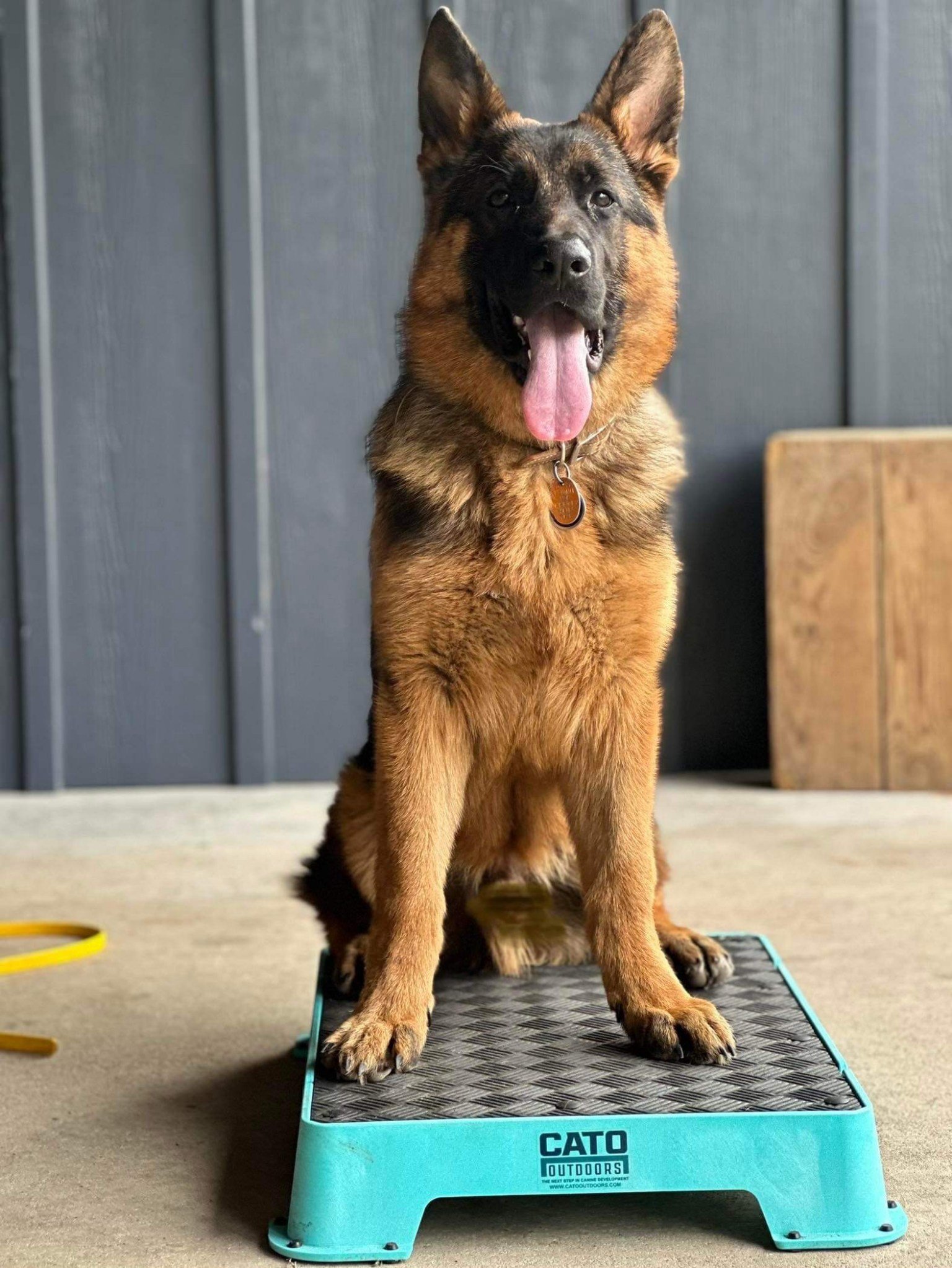 "RIP" Satu-Terrina Litter (6 mo)