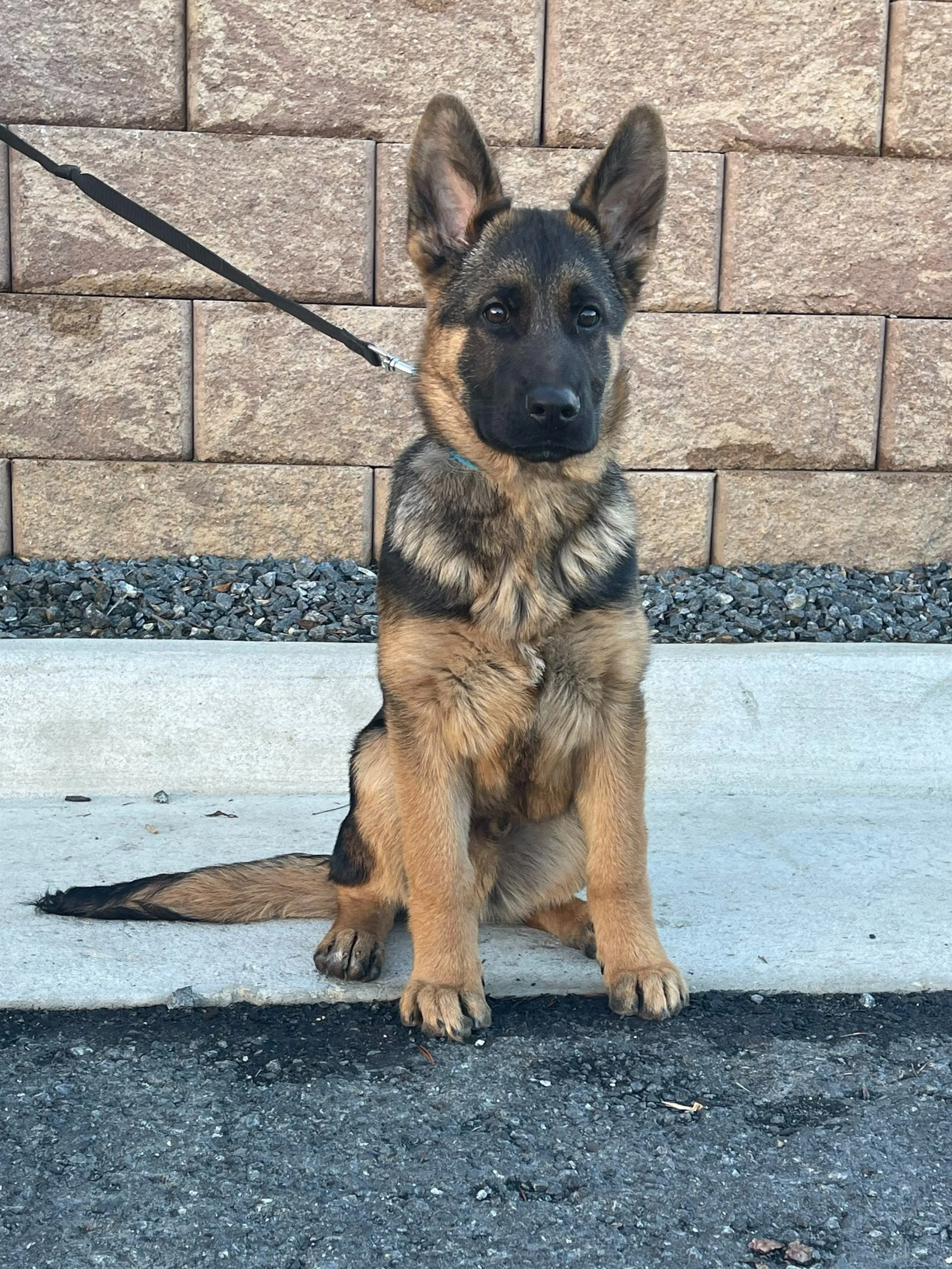 "BRUNO" Satu-Terrina Litter (4 mo)