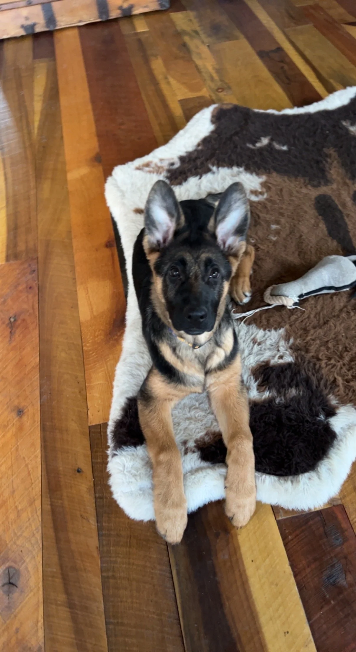 “NALA” Satu-Terrina Litter (4 mo)