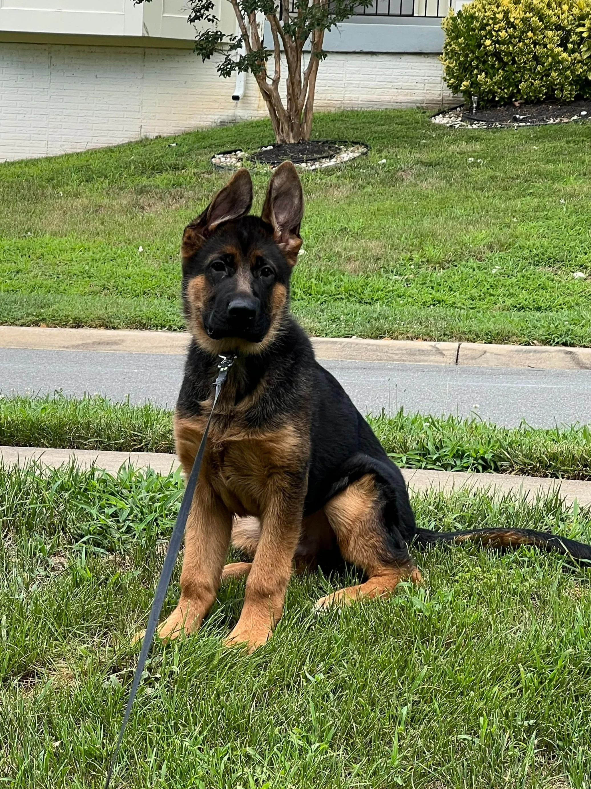 "KODA" Toro-Terrina Litter (4 mo) 