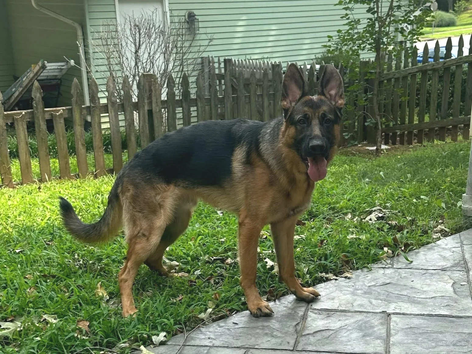 "BASH" Satu-Terrina Litter (10 mo)