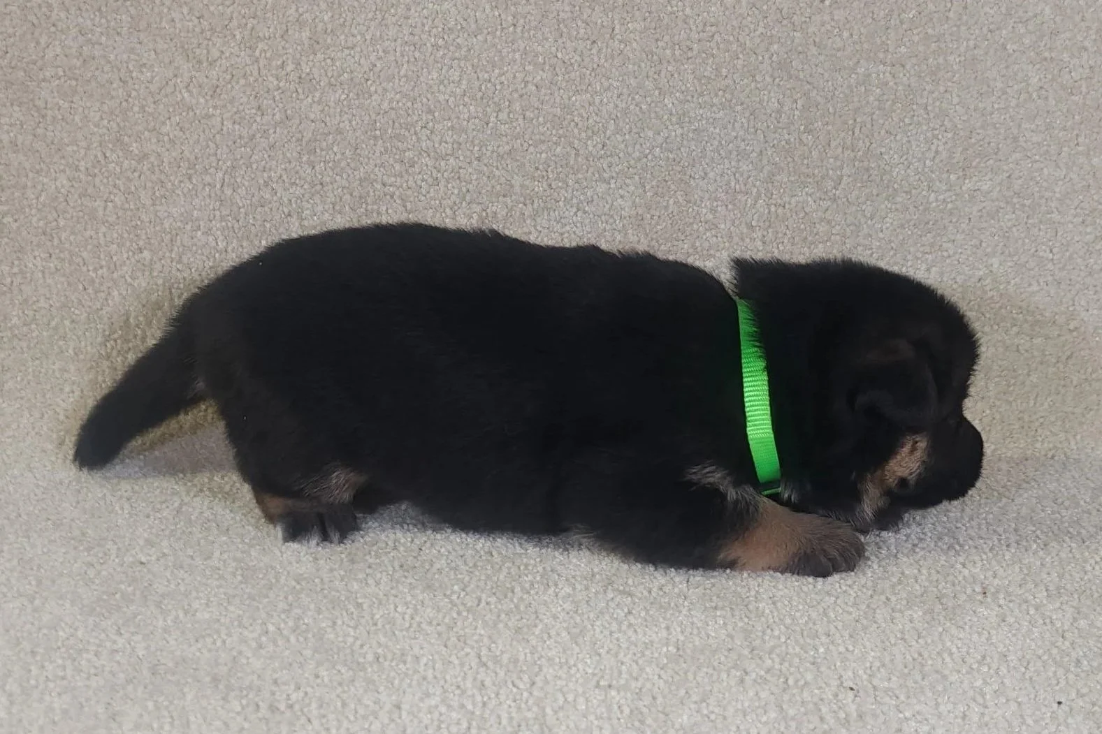 Green Male - 9/1/25