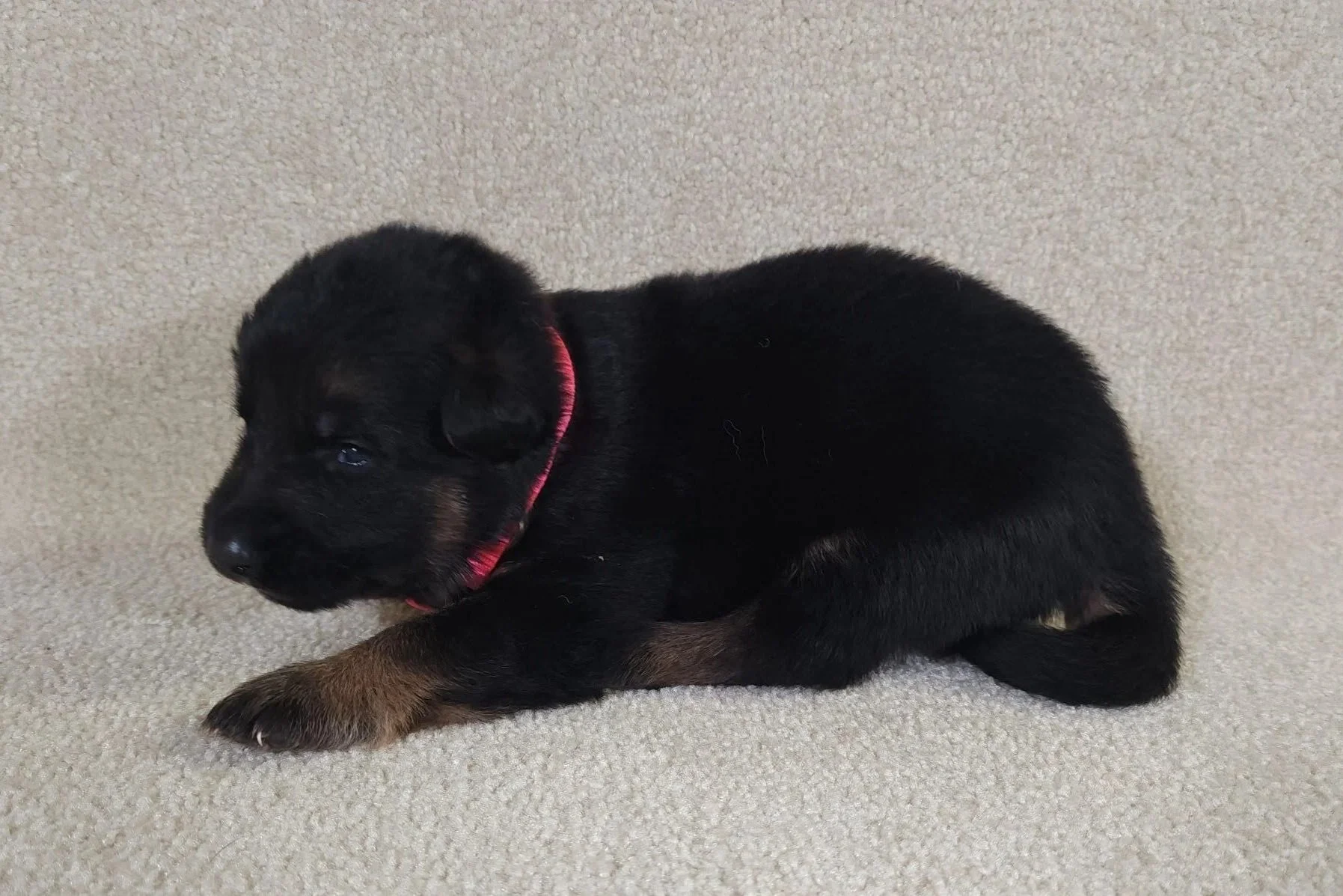 Pink Female - 9/1/25