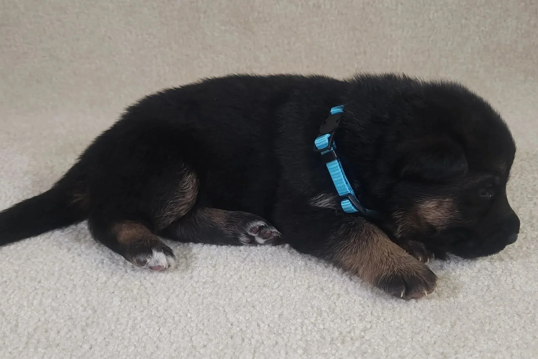 Blue Male - 9/1/25