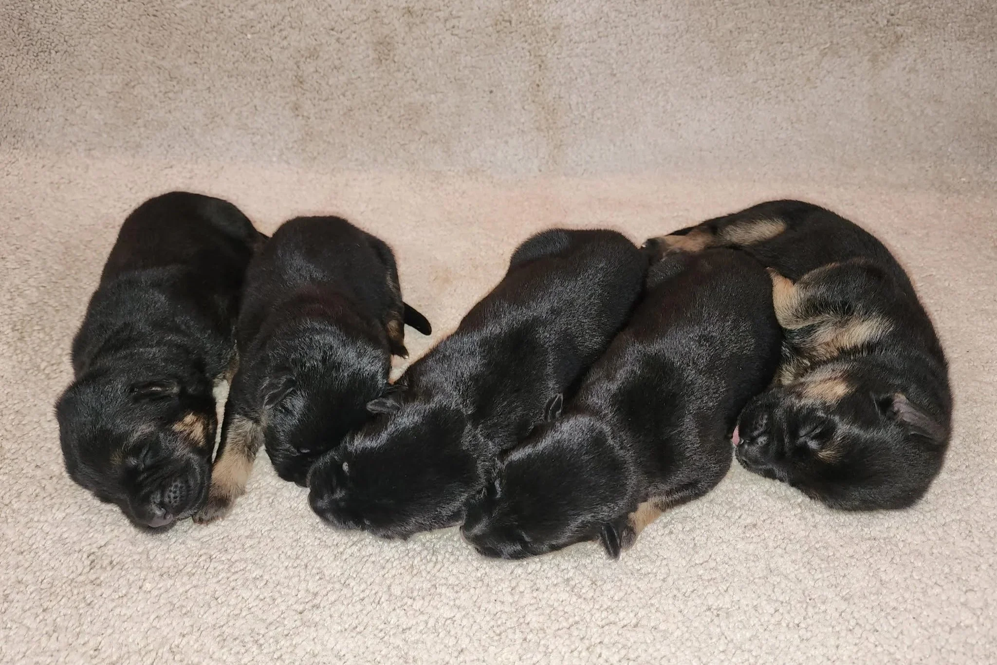 Males 8/19/25