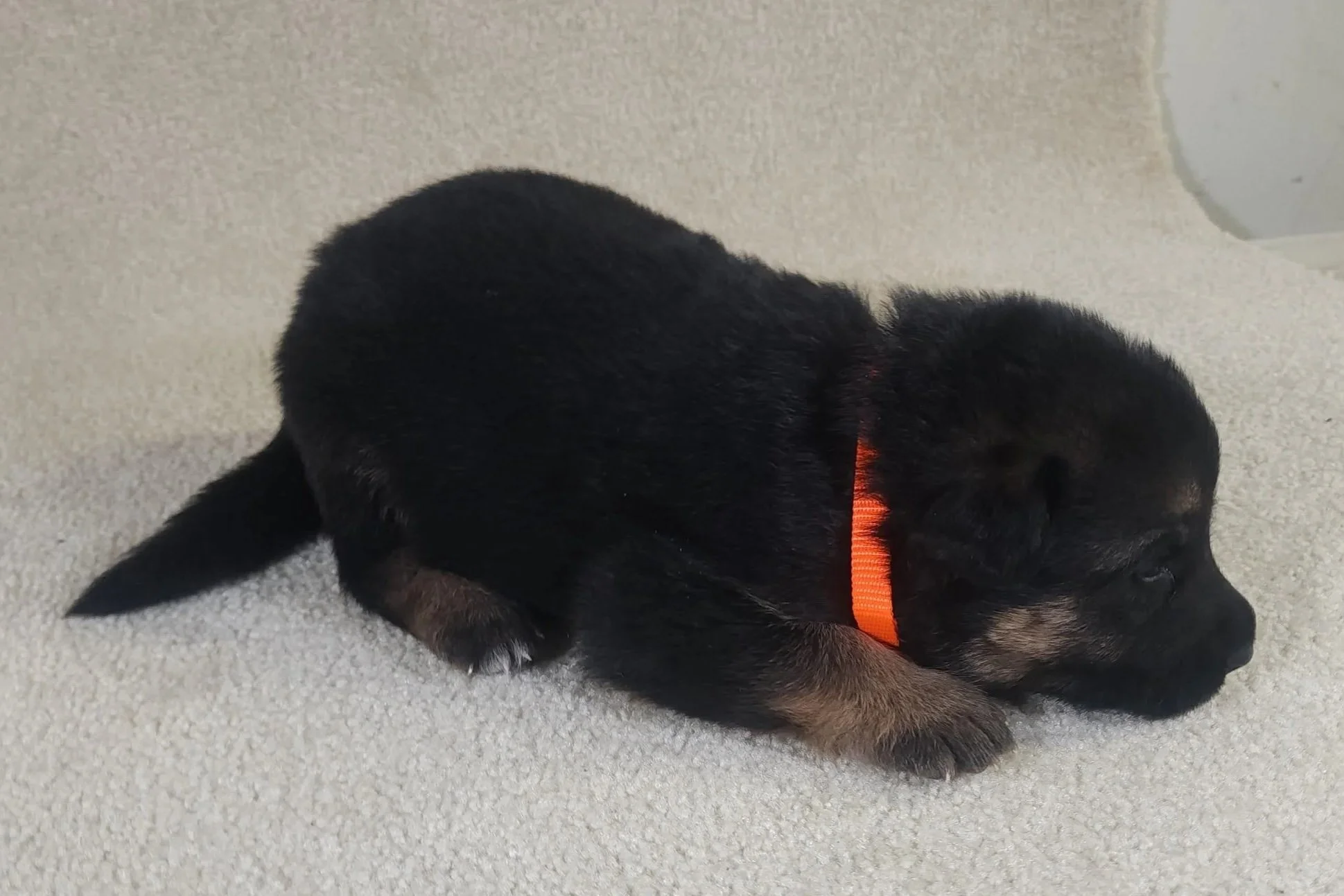 Orange Male - 9/1/25