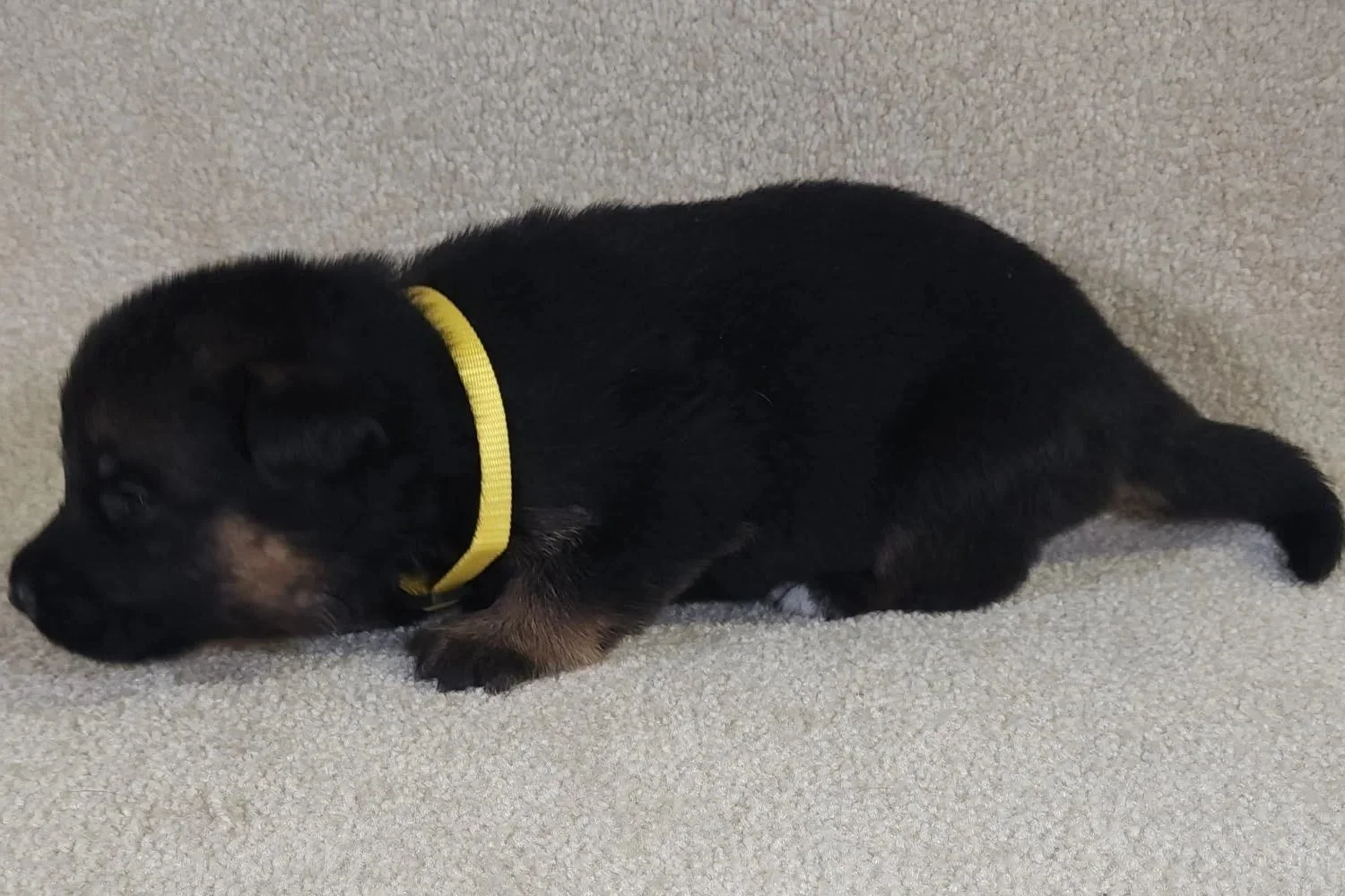 Yellow Male - 9/1/25