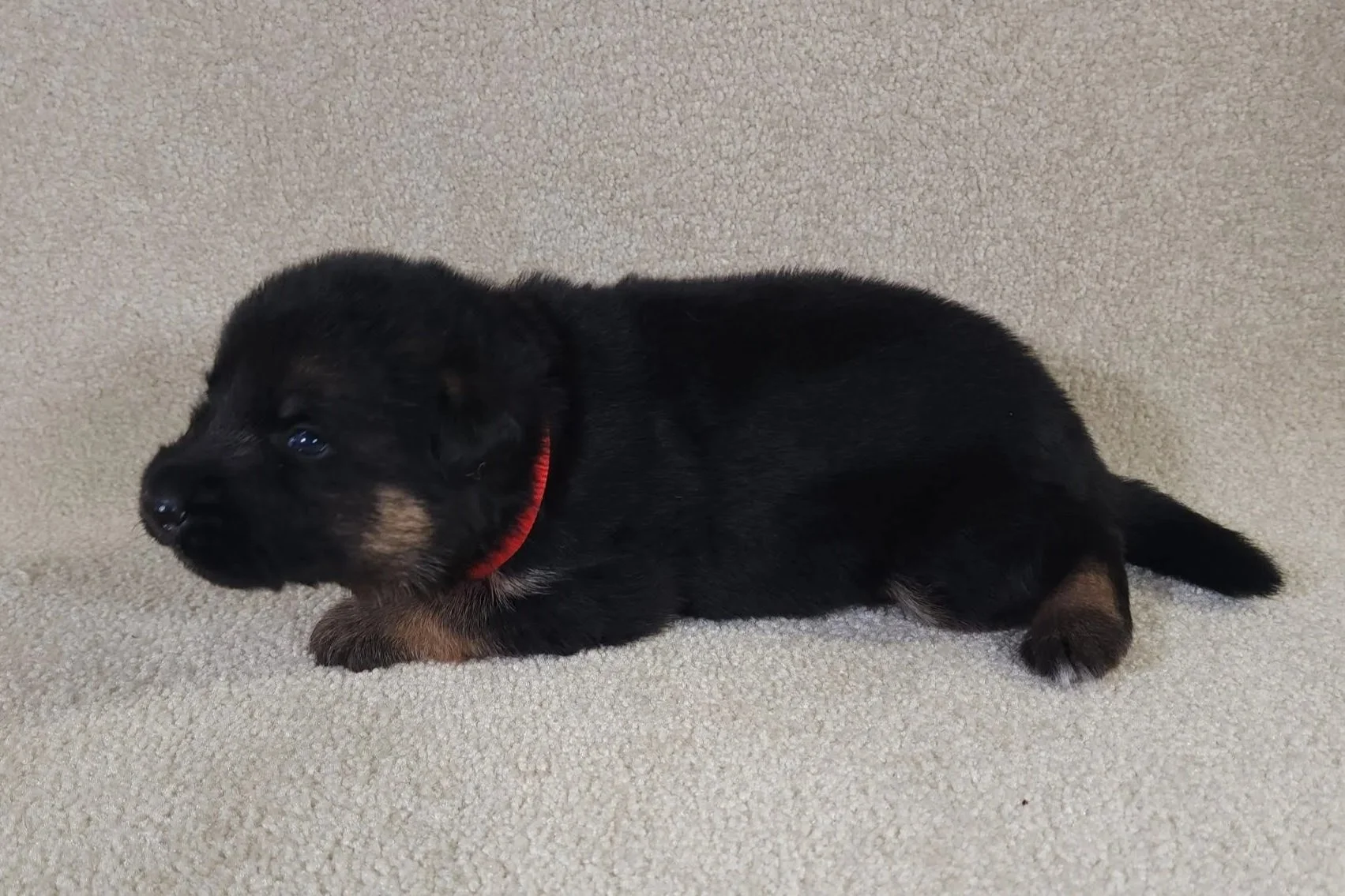 Red Male - 9/1/25