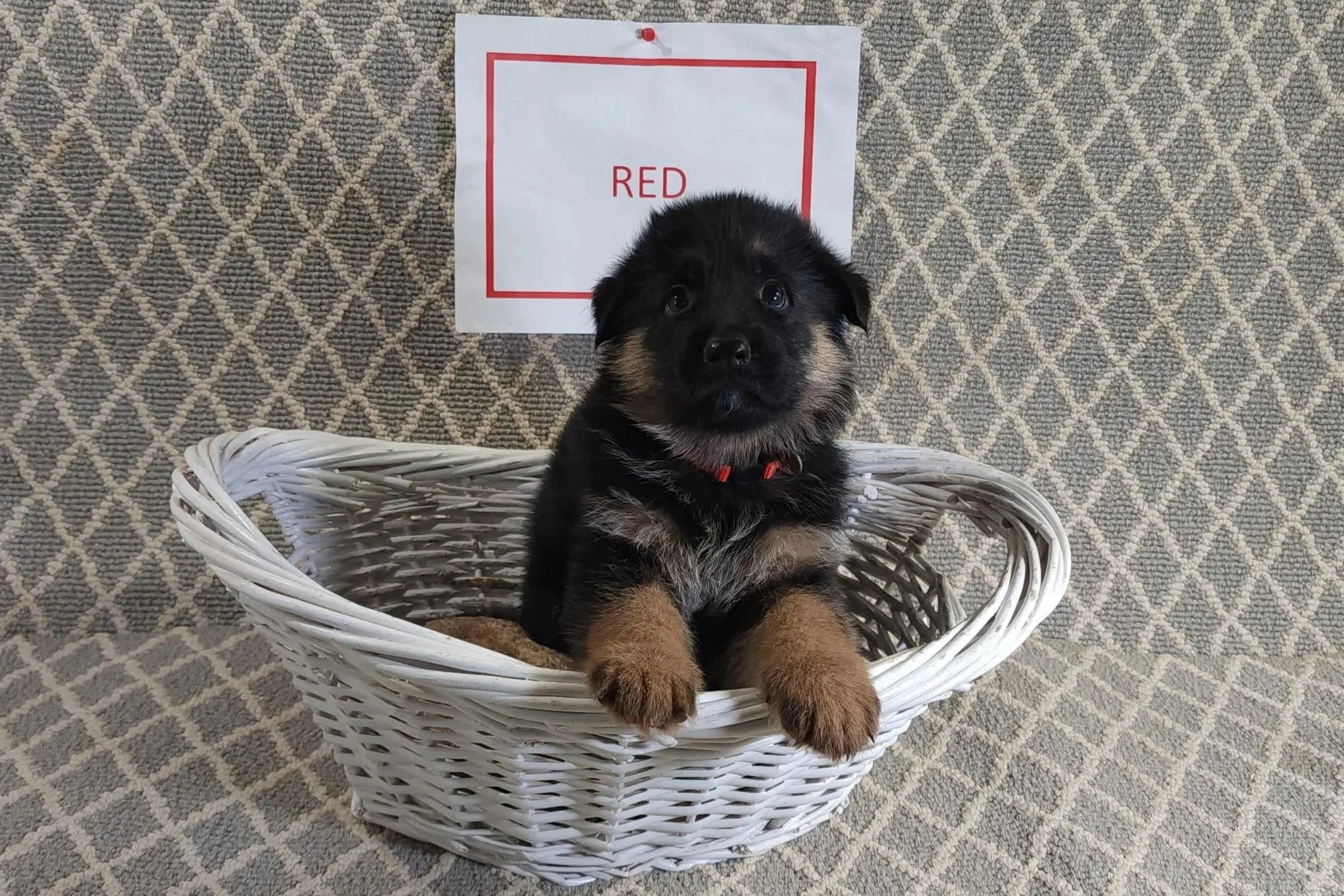 Red Male - 9/19/25