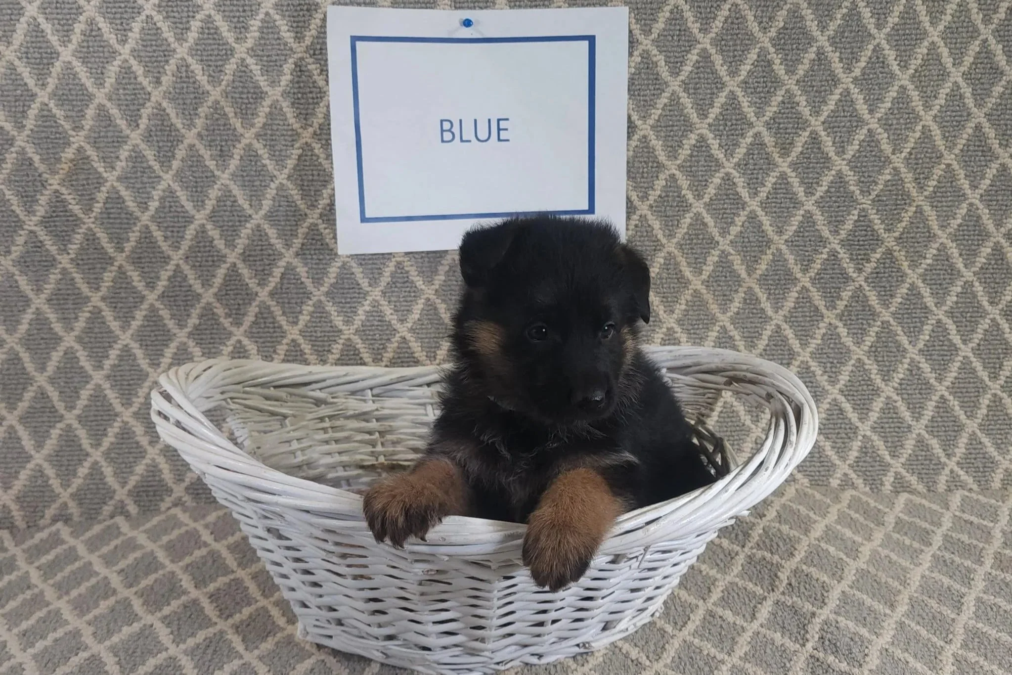Blue Male - 9/19/25