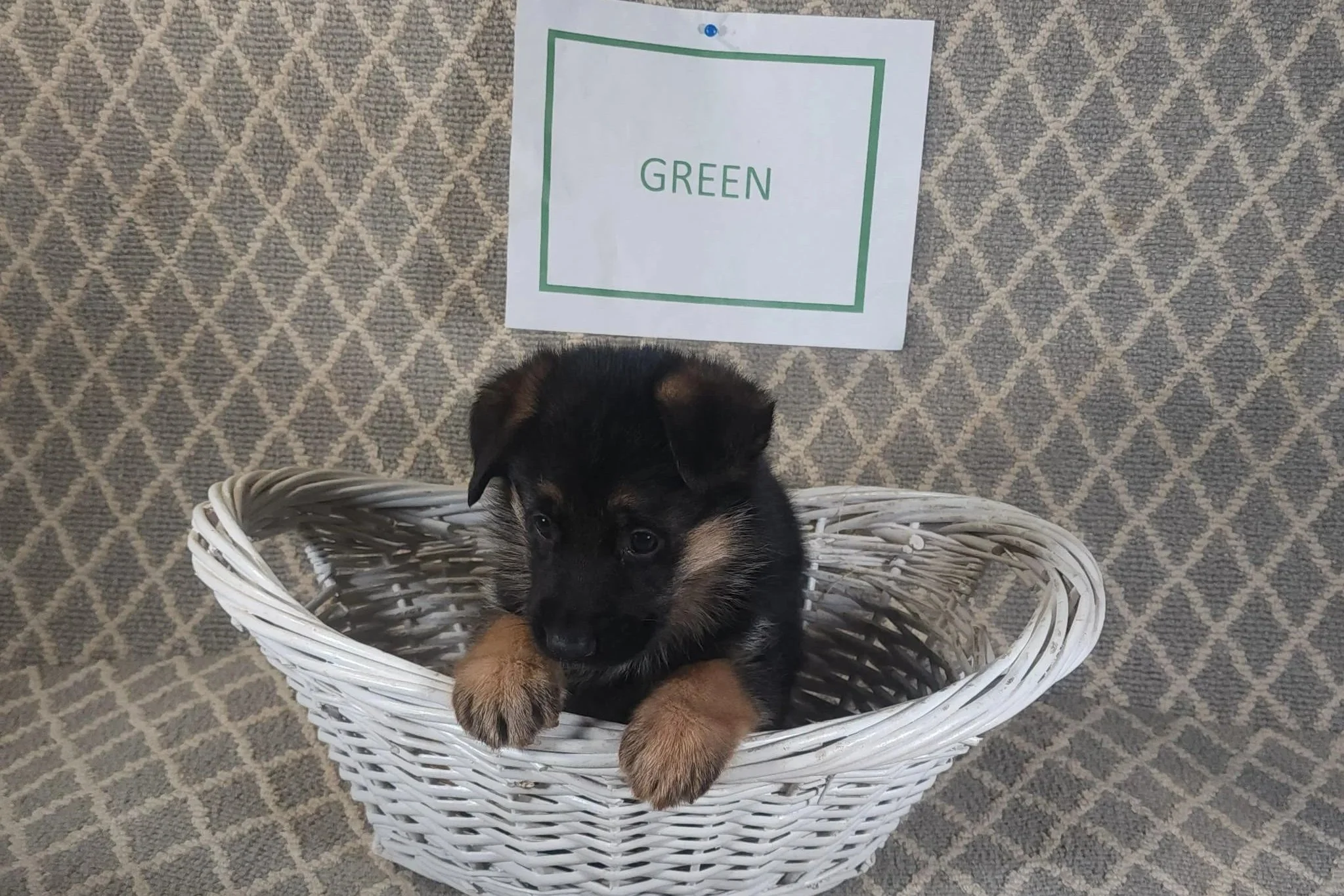 Green Male - 9/19/25