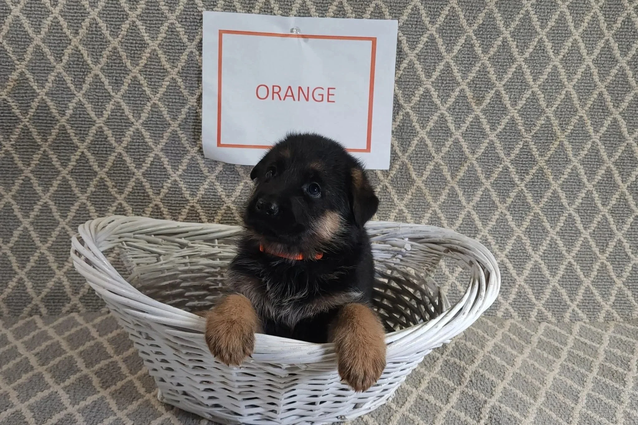 Orange Male - 9/19/25