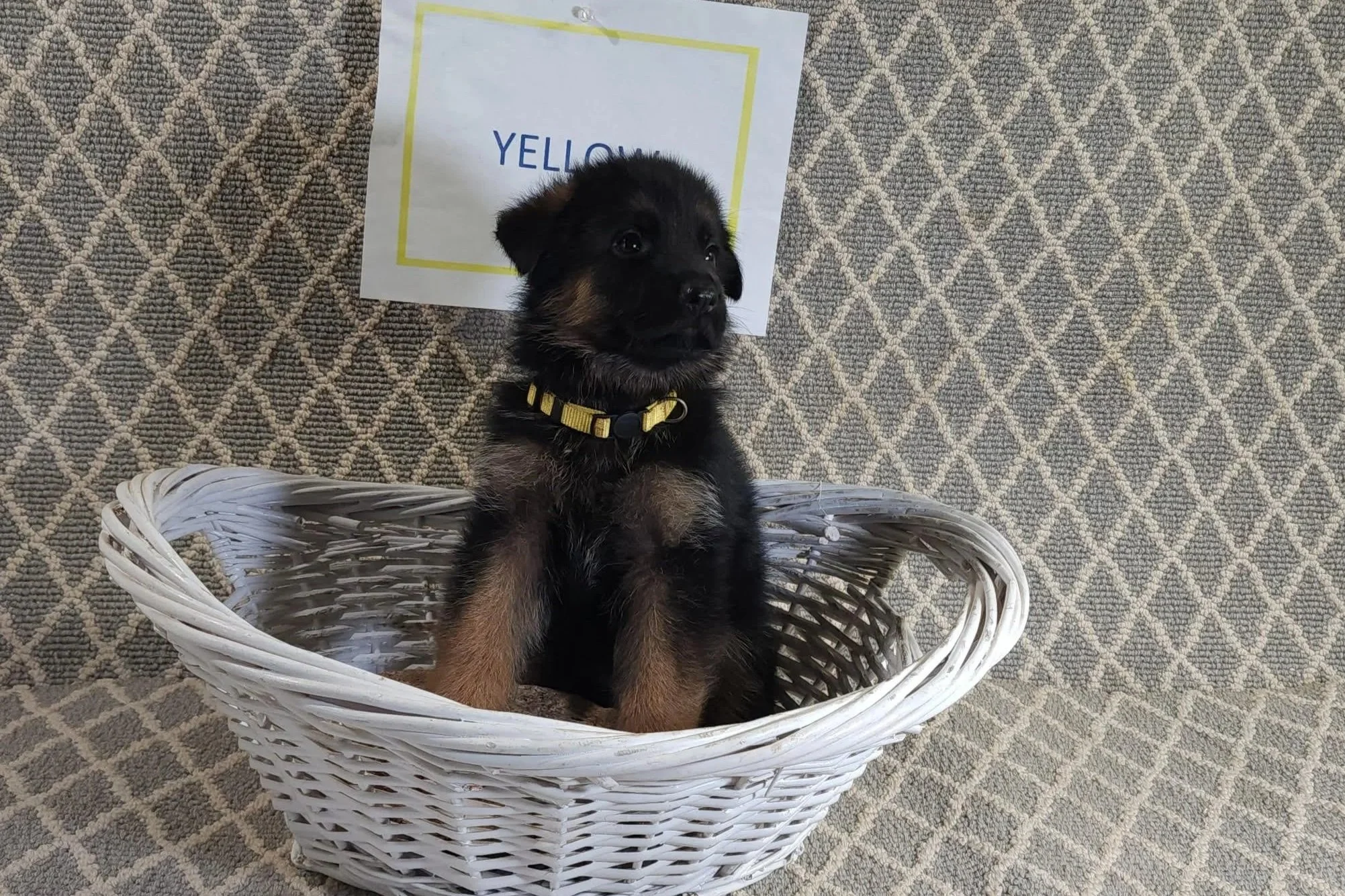 Yellow Male - 9/19/25